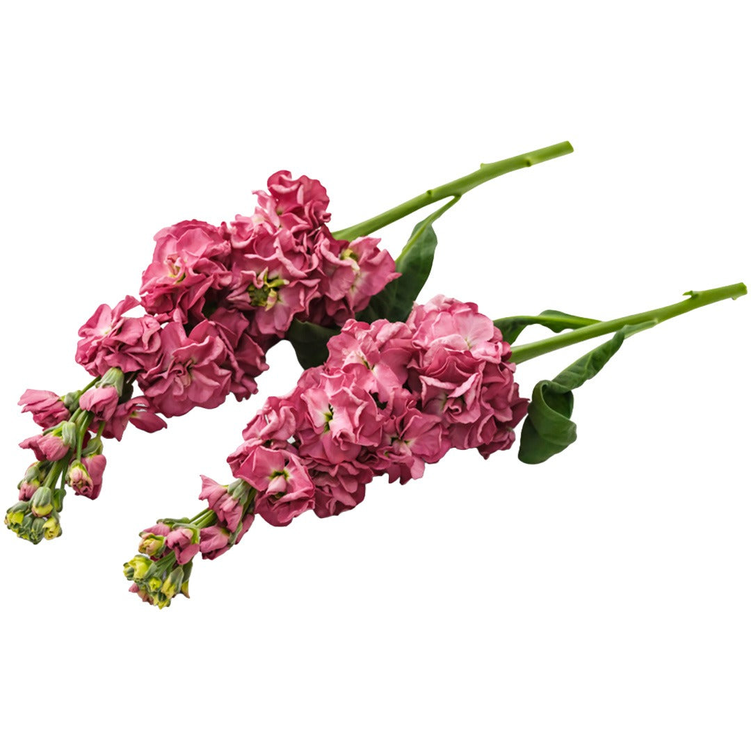 Two Vintage Brown Stock Flowers on a white background.