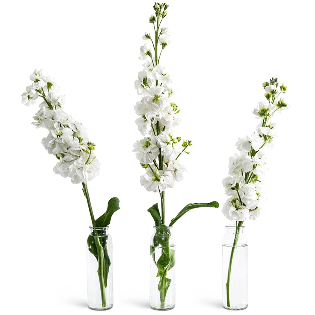 Trio of White Surf Stock Flowers on a white background.