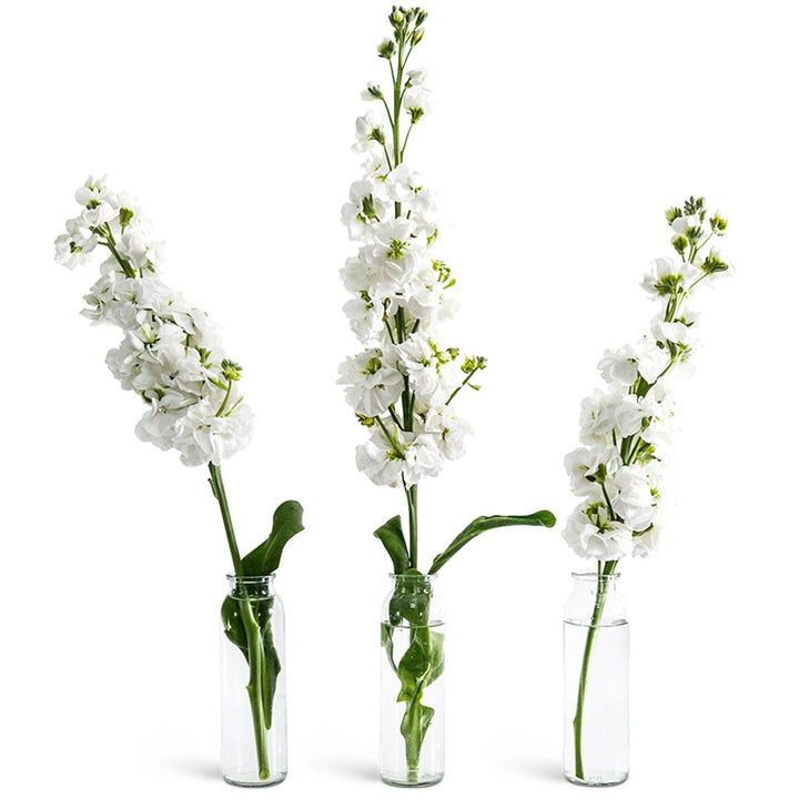 Trio of White Surf Stock Flowers on a white background.
