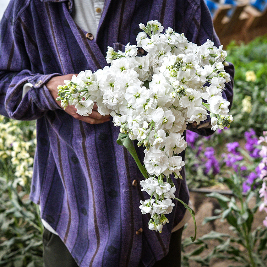 Jere Gettle holding an armload of freshly picked fragrant White Surf Stocks in the Baker Creek walipini.