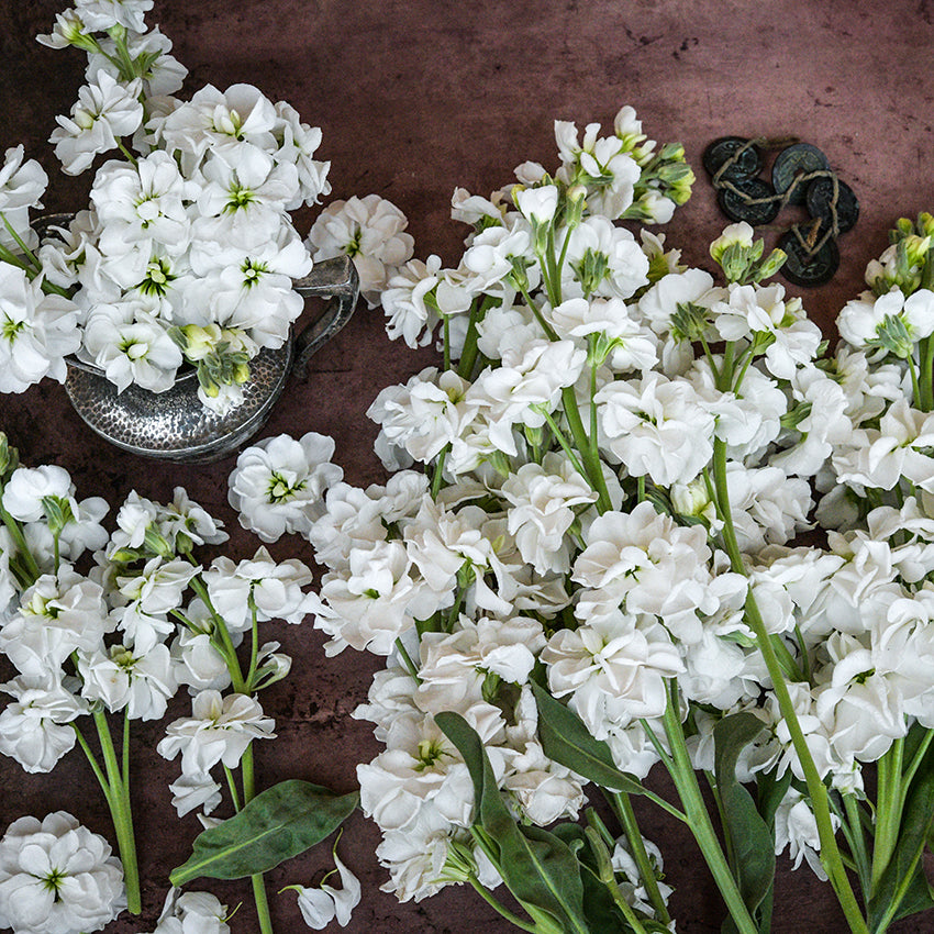 White Surf Stock in a silver vase and on dark brown background.