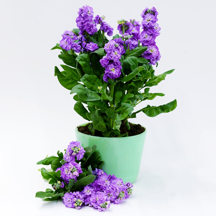 Baby Blue Stock plant in a green pot on a white background.