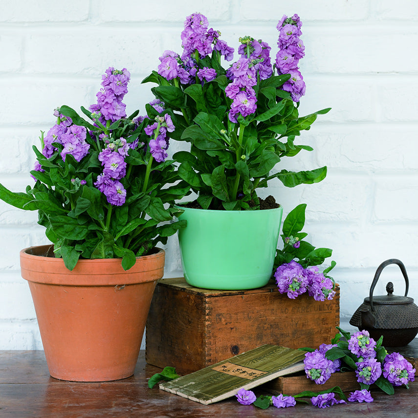 A couple of potted Baby Blue Stock plants with flowers and Japanese tea pot against a white brick wall.