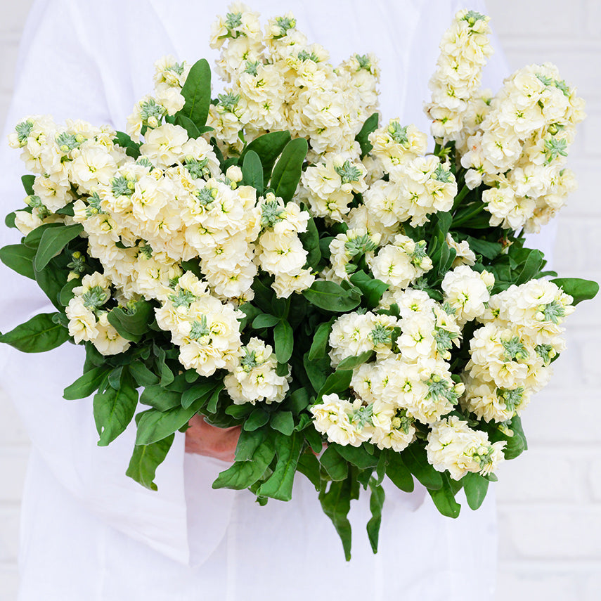 A lady in white tunic holding a giant bouquet of Baby High Double Cream Stocks on white.