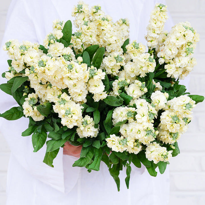 A lady in white tunic holding a giant bouquet of Baby High Double Cream Stocks on white.