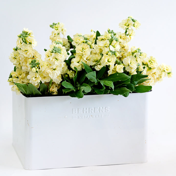 A white container full of Baby High Double Cream Stocks on a high key background.