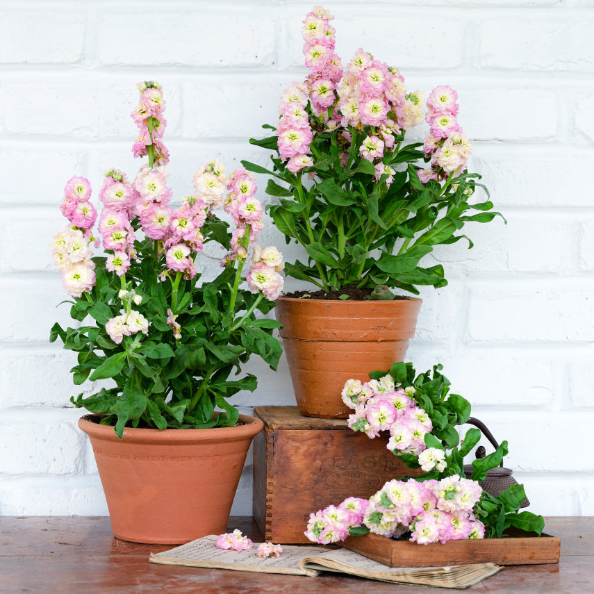 A pair of Baby Rainbow Stock plants in pots on Japanese wooden boxes against a white brick background.