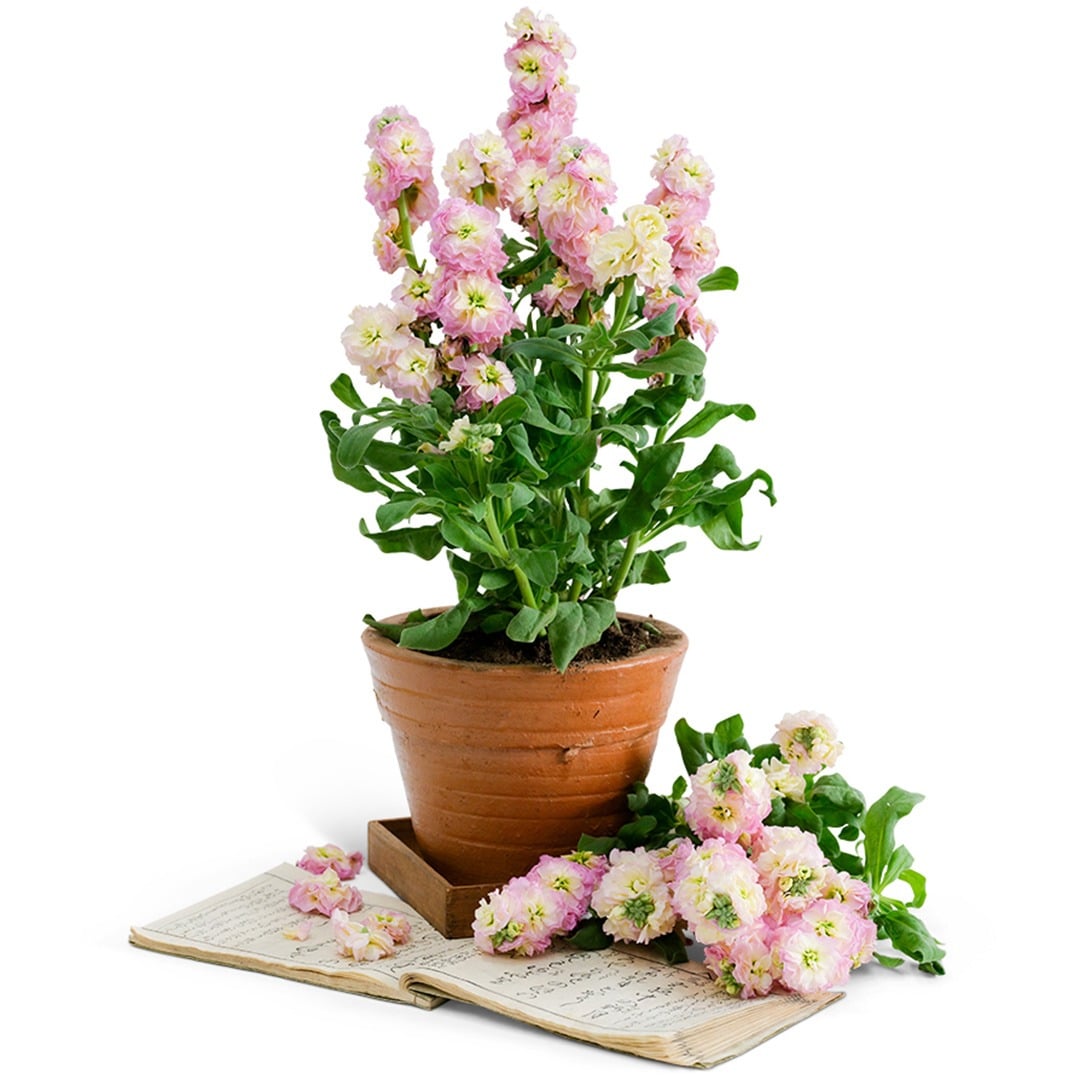 Baby Rainbow Stock in a clay pot with a Japanese book and flowers on white background.