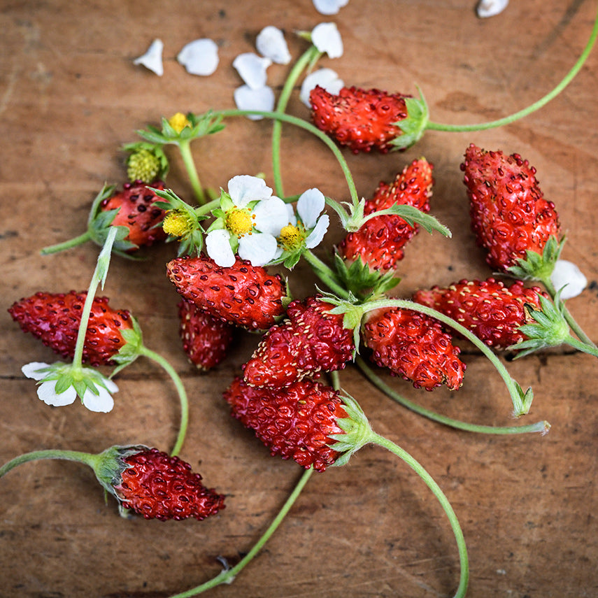 Alexandria Alpine Strawberries arranged with blooms on a wooden background.