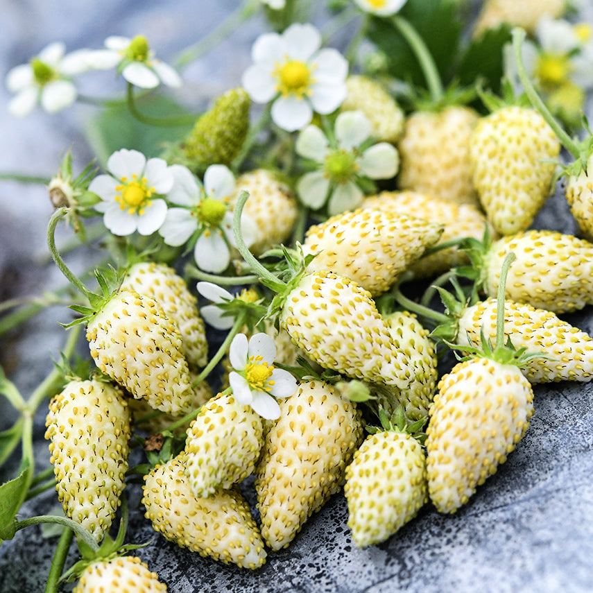 A cluster of White Soul Alpine Strawberries with blooms on a metal background.