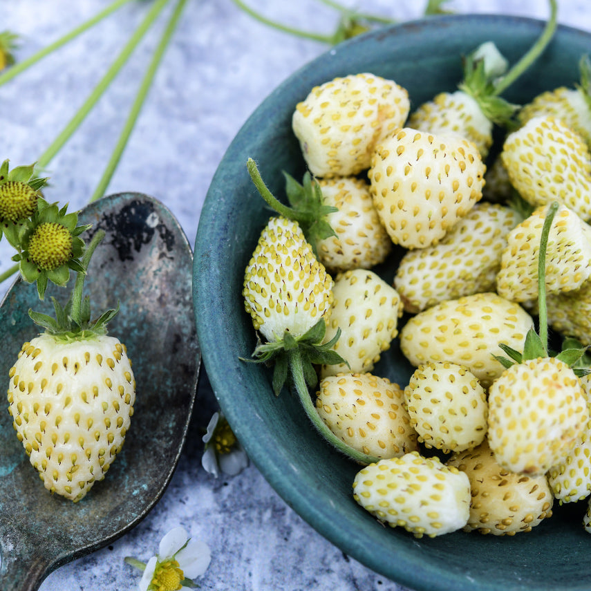 White Soul Alpine Strawberries with blooms in a blue ceramic bowl with an old spoon.