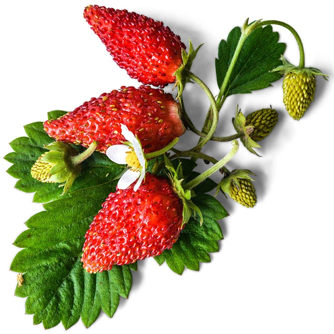 Trio of Alexandria Alpine Strawberries with foliage on a white background.