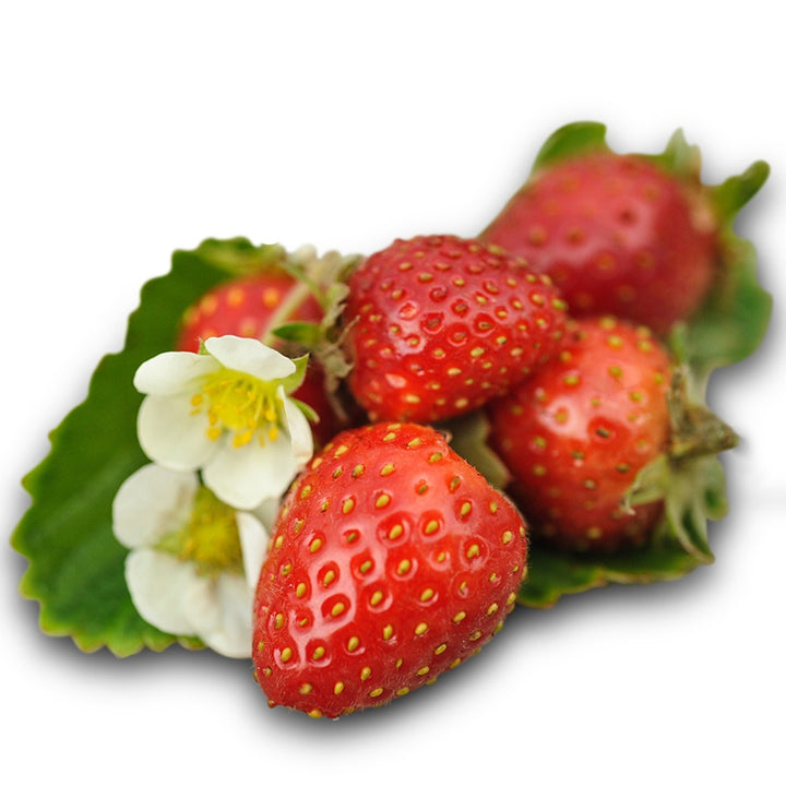 Cluster of Tresca Strawberries on a white background.