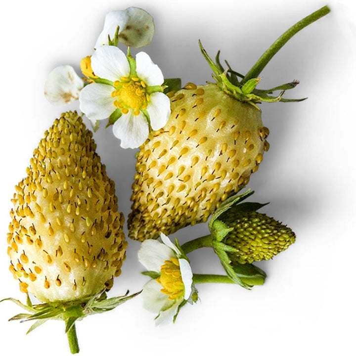 Pair of White Soul Alpine Strawberries on a white background.
