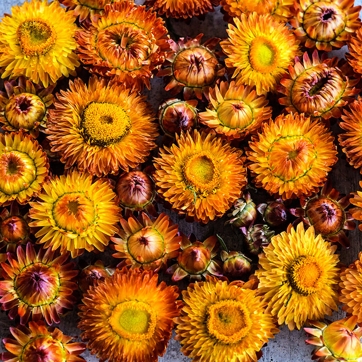 Overhead view of King Size Orange Strawflower blooms.