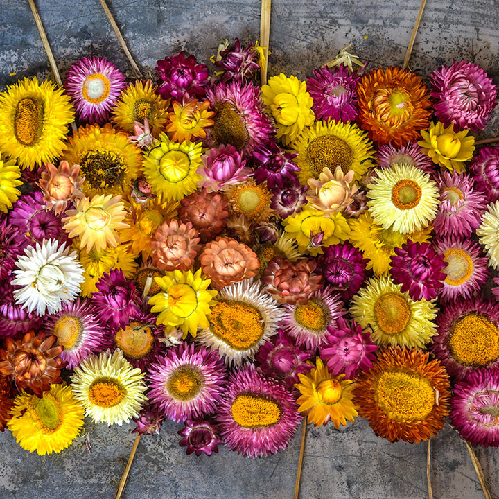 Tall Double Mix Strawflowers on a metal background with pieces of straw.