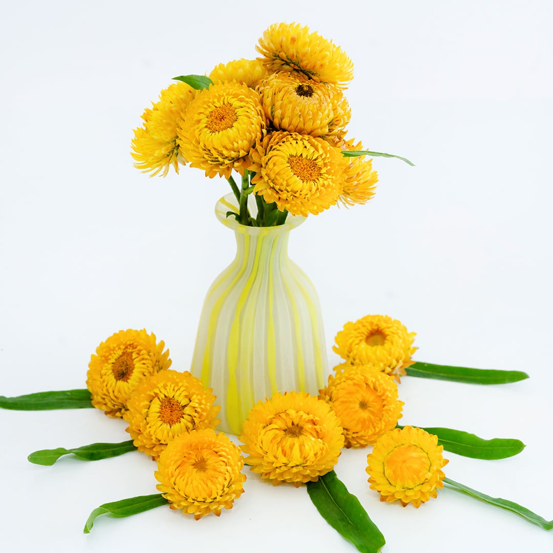 An arrangement of King Size Golden Strawflowers in a yellow and white vase on white background.