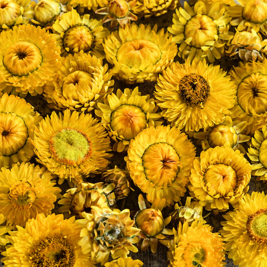 Close-up view of King Size Golden Strawflowers.