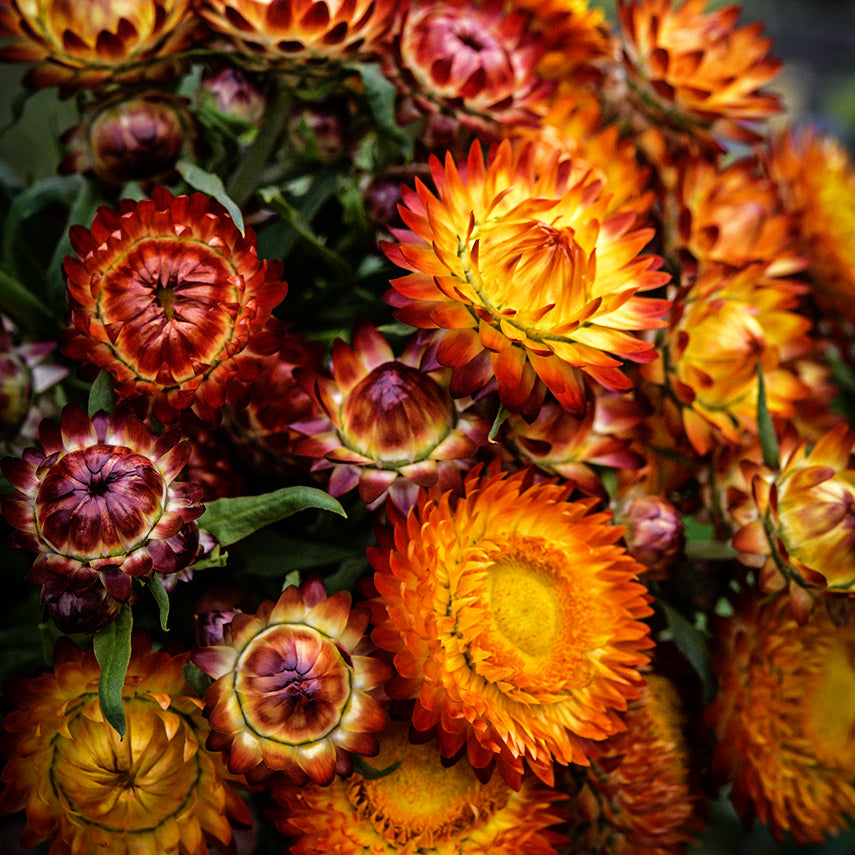 Freshly picked King Size Orange Strawflowers in the trial gardens at Baker Creek.