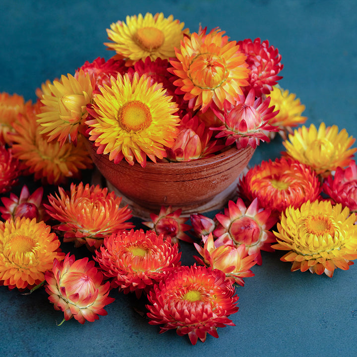 King Size Orange Strawflowers arranged in a bowl on a jade colored background.