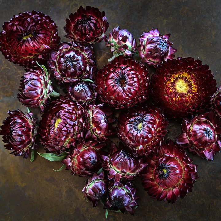King Size Red Strawflowers arranged on copper background.