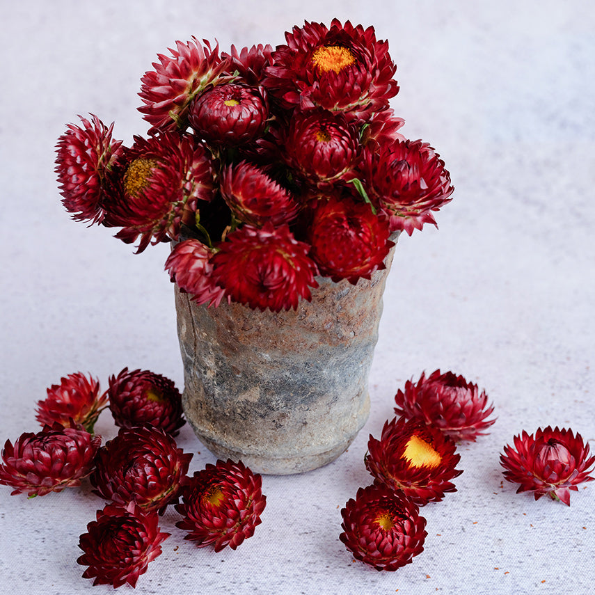 King Size Red Strawflower in an arrangement on light background.