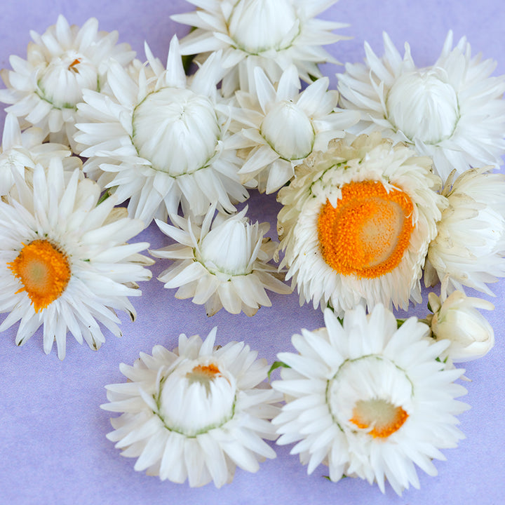 A close-up detailed view of King Size Silvery White Strawflowers on light purple background.