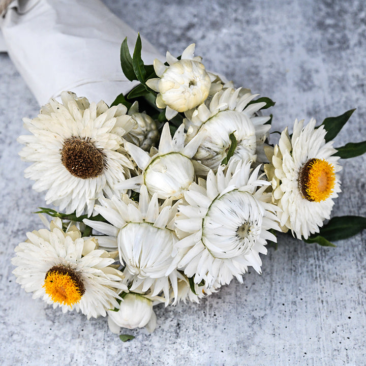 A bouquet of King Size Silvery White Strawflowers bundled in paper with a jute tie on a light grey background.