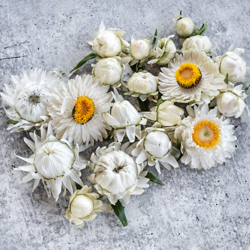 An arrangement of King Size Silvery White Strawflowers on light grey background.