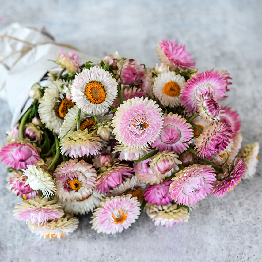 A bouquet of King Size Silvery Rose Strawflowers wrapped in paper on grey background.