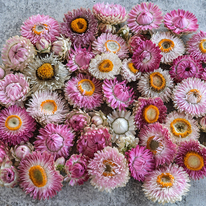 An assortment of pink, silver and white King Size Silvery Rose Strawflowers.