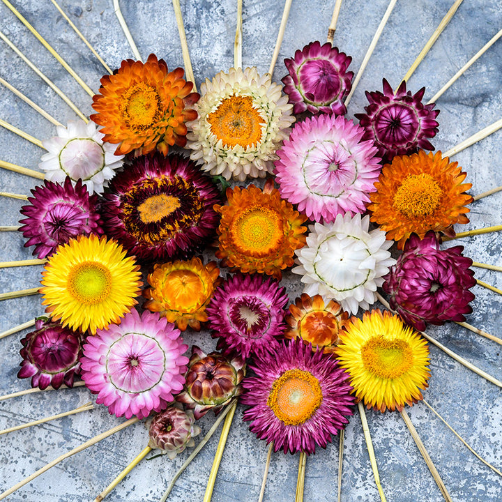 An overhead view of an assortment of Tall Double Mix Strawflowers with pieces of straw on the perimeter.
