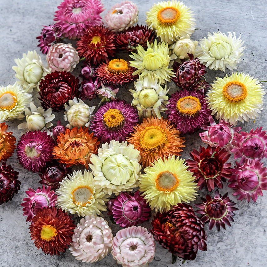 An assortment of colors in the Tall Double Mix Strawflowers resting on a light grey background.