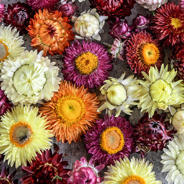 A close-up macro view of the different colored assortment of Tall Double Mix Strawflowers.