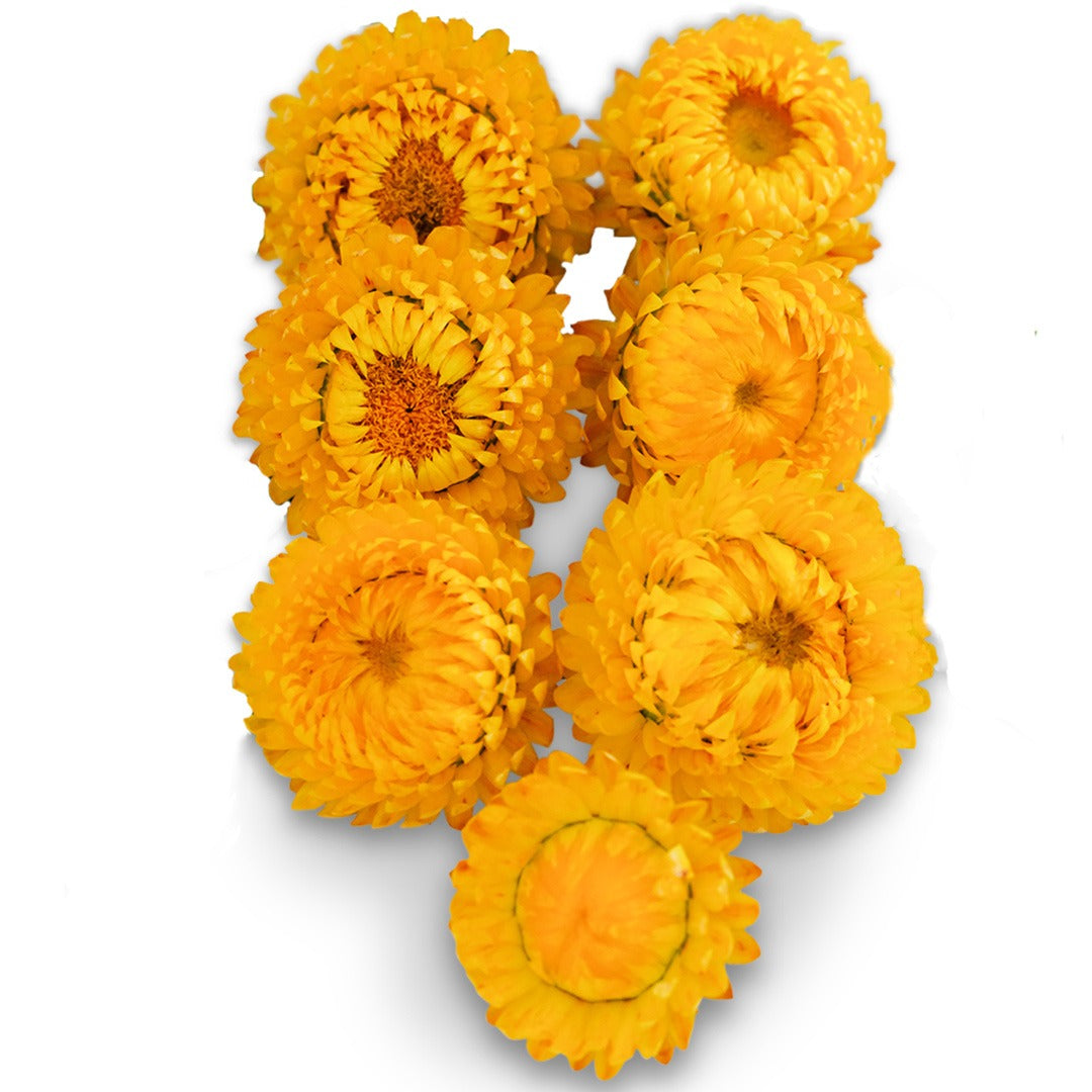 Seven King Size Golden Strawflowers arranged on a white background.