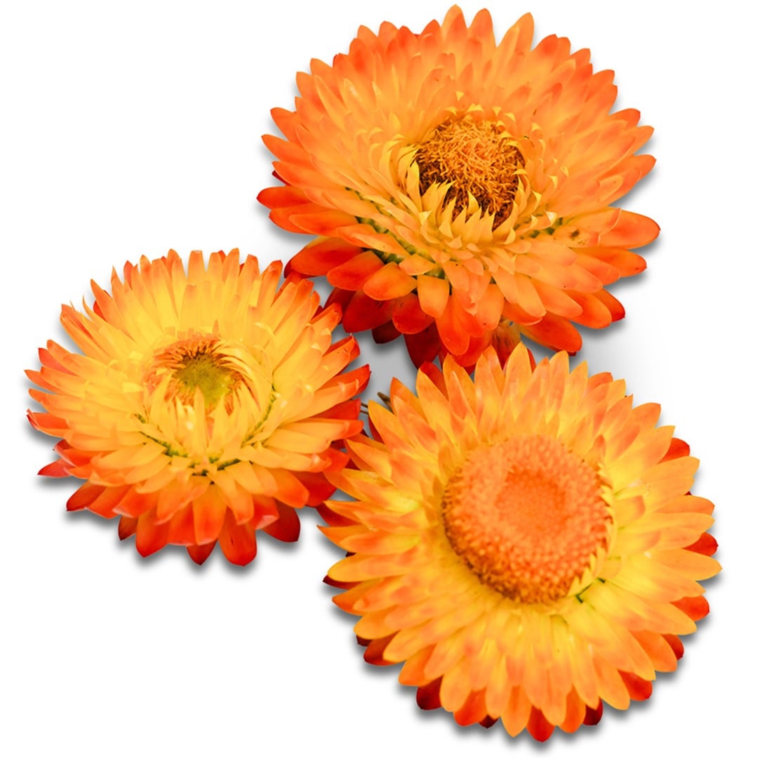 Trio of King Size Orange Strawflowers on a white background.
