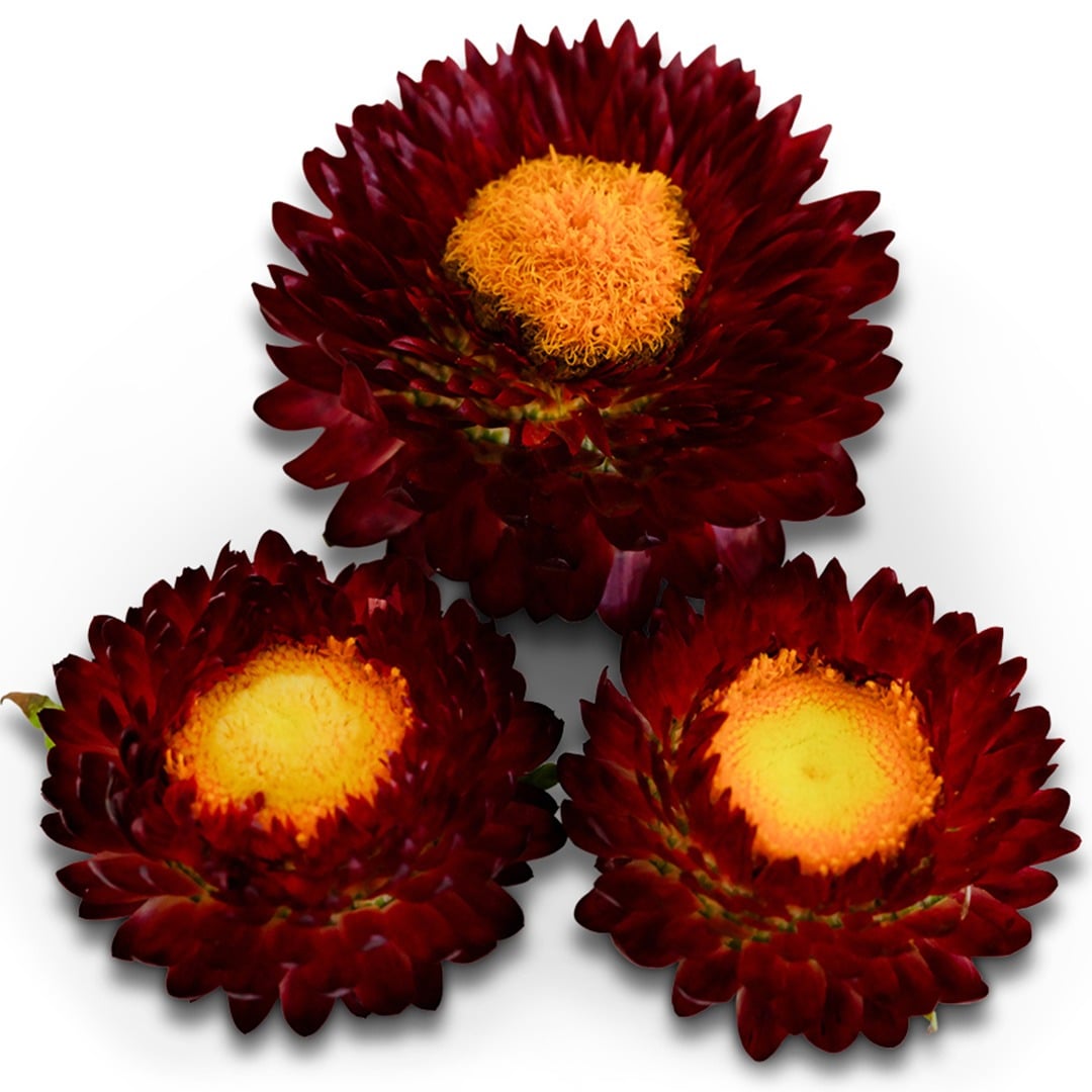 Trio of King Size Red Strawflowers on a white background.