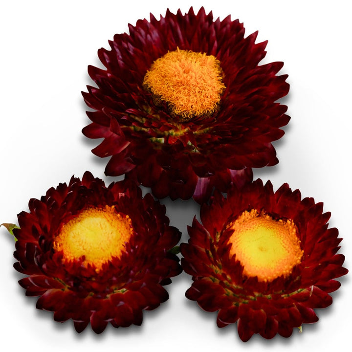 Trio of King Size Red Strawflowers on a white background.