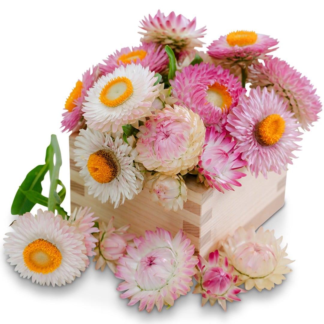 Bouquet of King Size Silvery Rose Strawflowers in a wooden box on a white background.