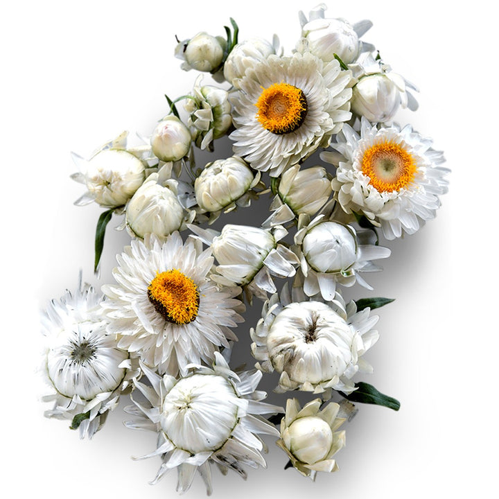 An arrangement of King Size Silvery White Strawflowers on white background.