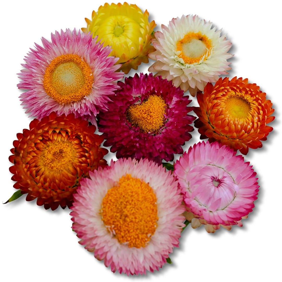 An overhead view of an assortment of Tall Double Mix Strawflowers on a white background.
