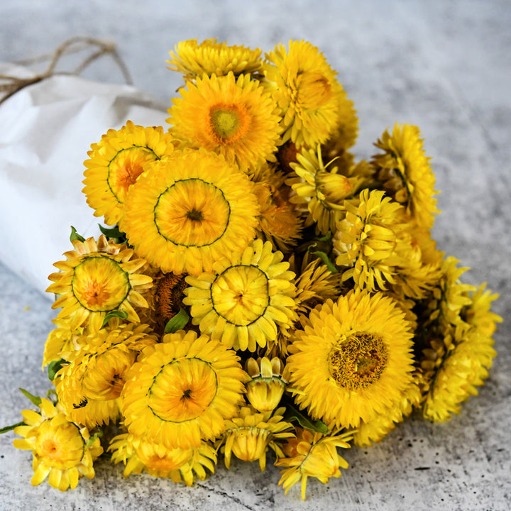 A bouquet of King Size Golden Strawflowers on a cement countertop.
