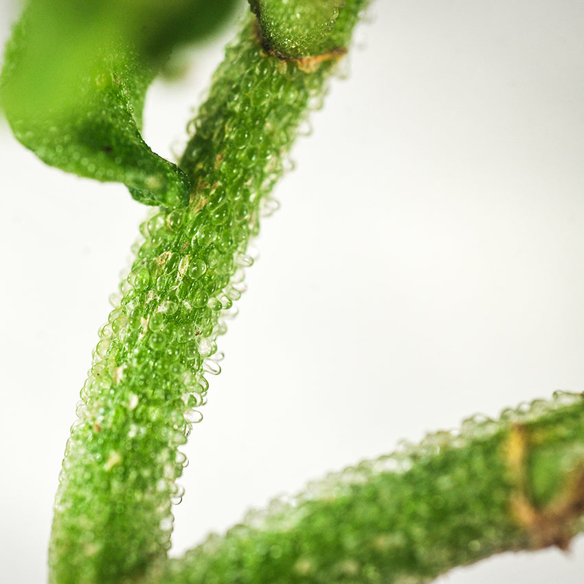 Iceplant Seeds, Succulent