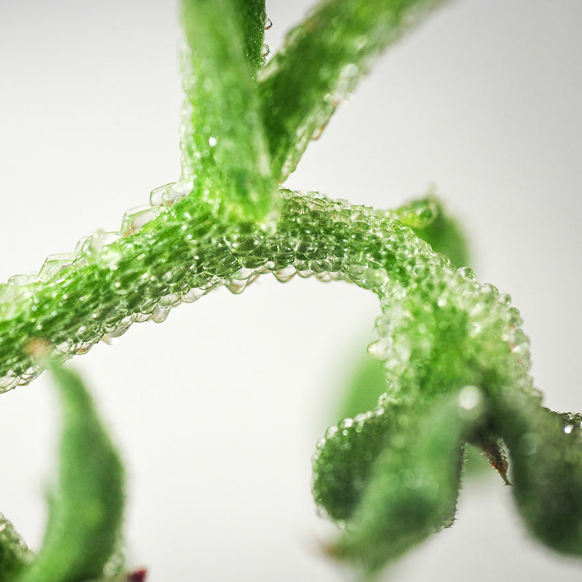 Succulent Iceplant showing amazing detail of stem.