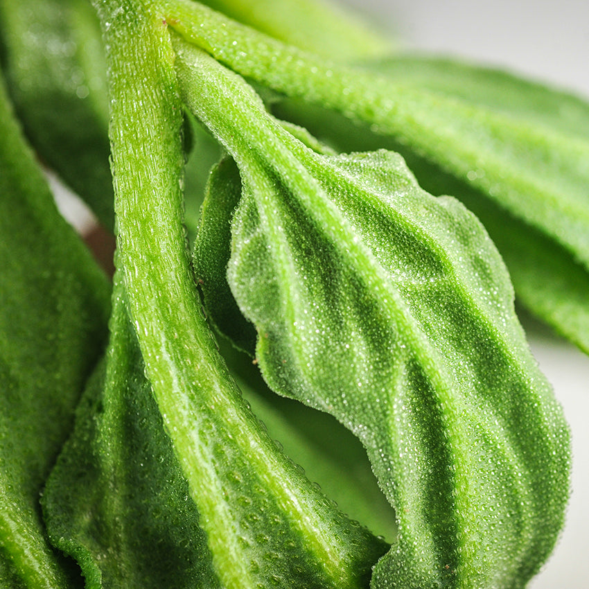 Iceplant Seeds, Succulent