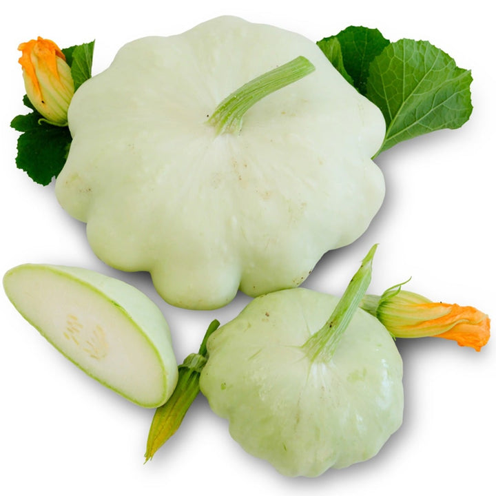 Bennings Green Tint Scallop Summer Squash with foliage on a white background.