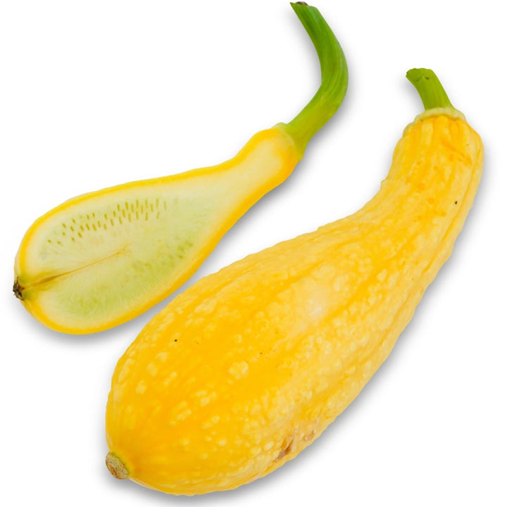 Crookneck Early Golden Summer Squash on a white background.
