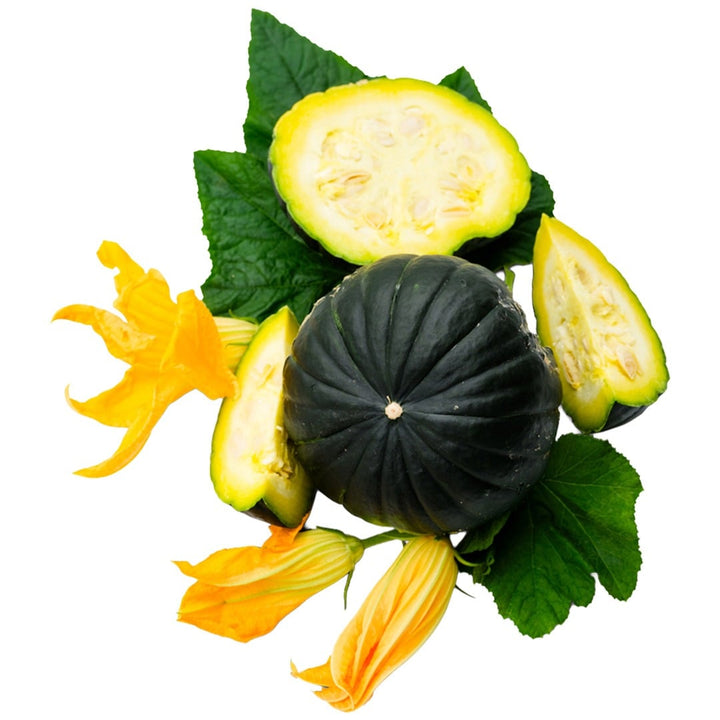 Whole and sliced Zapallito Del Tronco summer squash with foliage surround on a white background