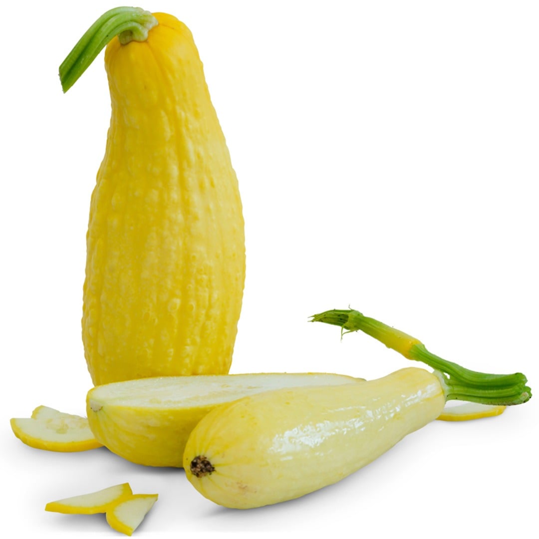 Zucchini Early Prolific Straightneck Summer Squash on a white background.