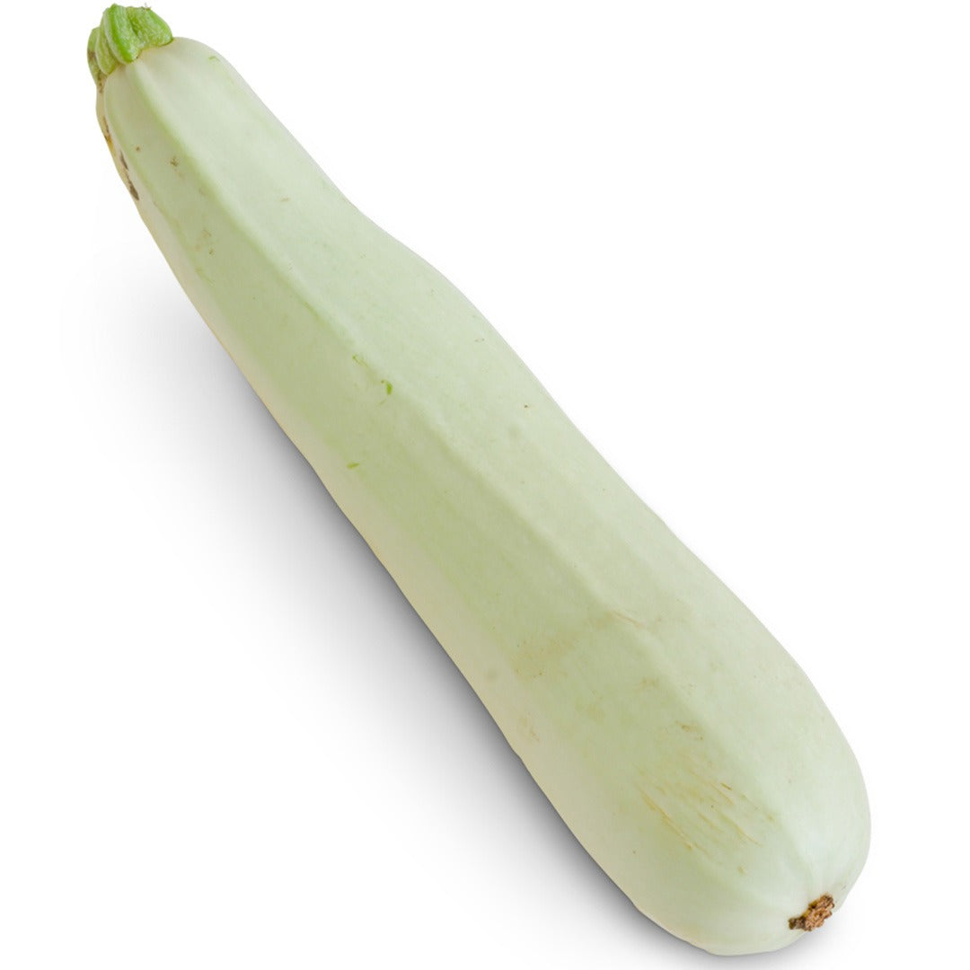 Single Zucchini Long White of Palermo Summer Squash on a white background.